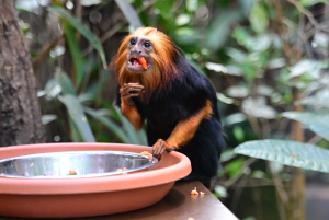 Goldkopflöwenäffchen