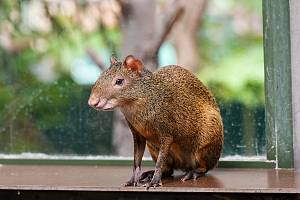 Madagaskar-Springratte