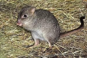 Bürstenschwanz-Rattenkänguru