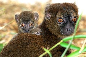 Großer Bambuslemur