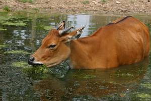 Banteng