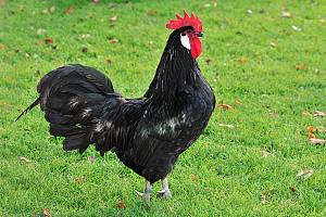 Bergischer Schlotterkamm