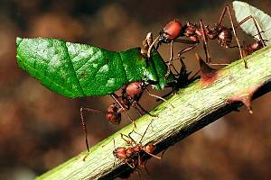 Blattschneiderameise