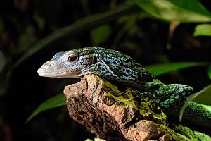 Blaugefleckter Baumwaran