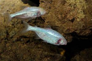 Blinder Höhlensalmler