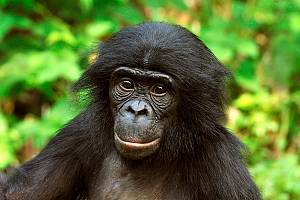 Bonobo
