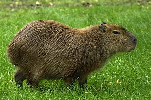 Capybara