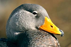 Magellan-Dampfschiffente