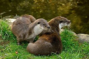 Europäischer Fischotter