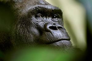 Westlicher Flachland-Gorilla