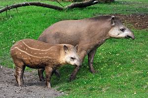 Flachlandtapir