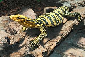 Gelbgebänderter Philippinen-Bindenwaran