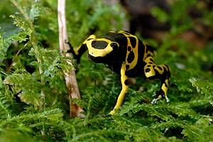 Gelbgebänderter Baumsteigerfrosch