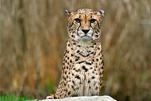 Gepard