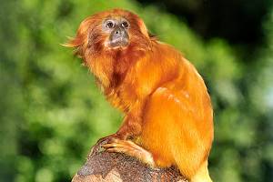 Goldgelbes Löwenäffchen