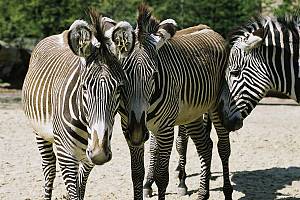 Grevy-Zebra