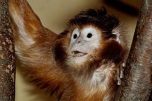 Haubenlangur