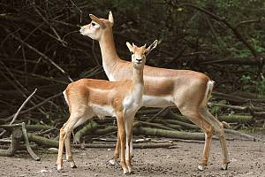 Hirschziegenantilope