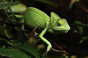 Jemenchamäleon