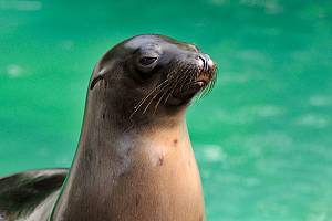 Kalifornischer Seelöwe