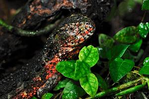 Krokodilschwanzechse