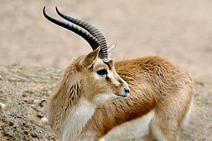 Kropfgazelle