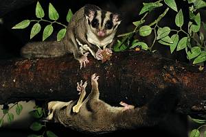 Kurzkopfgleitbeutler