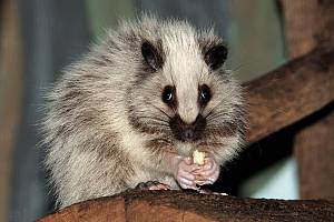 Nördliche Riesenborkenratte