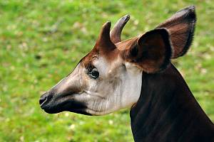 Okapi