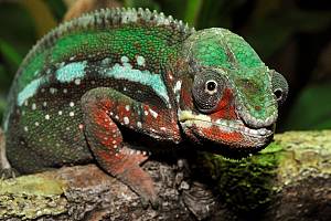 Pantherchamäleon
