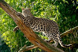 Persischer Leopard
