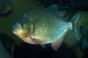 Roter Piranha