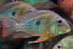 Rio-Negro-Erdfresser