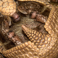 Südliches Kugelgürteltier