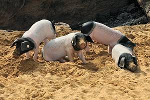 Schwäbisch-Hällisches Schwein