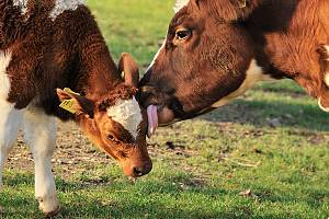 Schwarzbuntes Niederungsrind