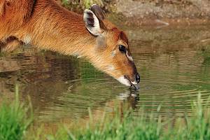 Westlicher Sitatunga
