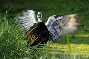 Weißflügel-Moschusente