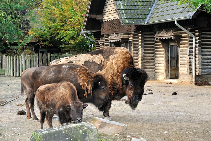 Bison--juv-11.jpg